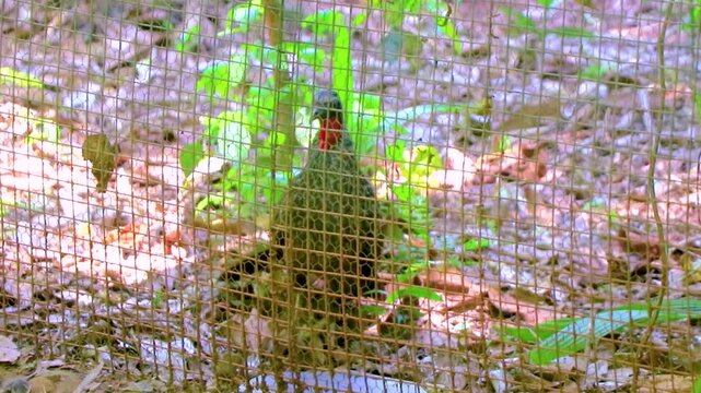 Dusky Legged Guan Penelope obscura behind fence at Parque das Aves Brazil.