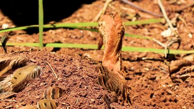 Red Winged Tinamou burrowing into soil at Parque das Aves Brazil.