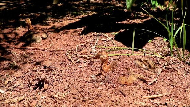 Red Winged Tinamou burrowing into soil at Parque das Aves Brazil.