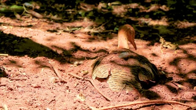 Red Winged Tinamou burrowing into soil at Parque das Aves Brazil.
