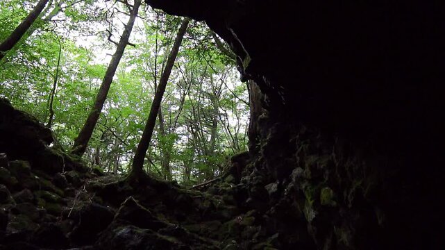 Forest Viewed from Inside Saiko Ryugu Cave in Yamanashi, Japan