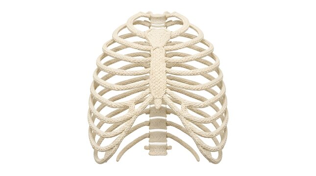 Human rib cage structure made of twisted rope isolated on a clean white background