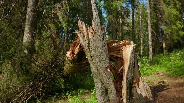 Broken spruce tree trunk in sunny coniferous forest environment.