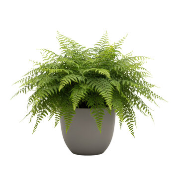A healthy, vibrant fern with dense, lush, arching fronds in varying greens, potted in a modern matte grey ceramic pot, against a transparent studio background emphasizing botanical vitality and calm