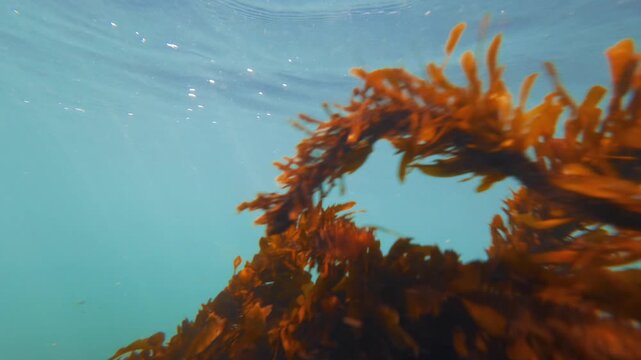 underwater view of kelp swaying in ocean