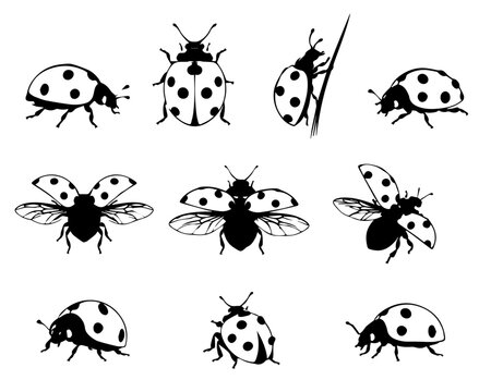 set of ladybug