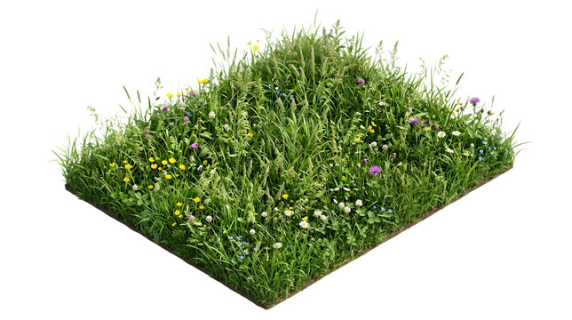 Lush green grass patch with wildflowers, isometric meadow turf isolated on white, vibrant spring field section for architectural visualization