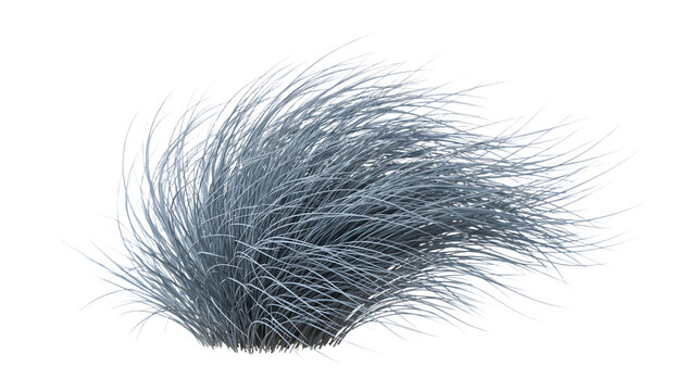 Blue fescue ornamental grass isolated on white. Blue-gray decorative tuft of grass. Festuca glauca plant for landscape design.