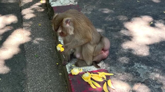 A female pig-tailed macaque sits on a concrete curb eating corn, with sliced ​​mango lying nearby. Public park in Phuket, Thailand.