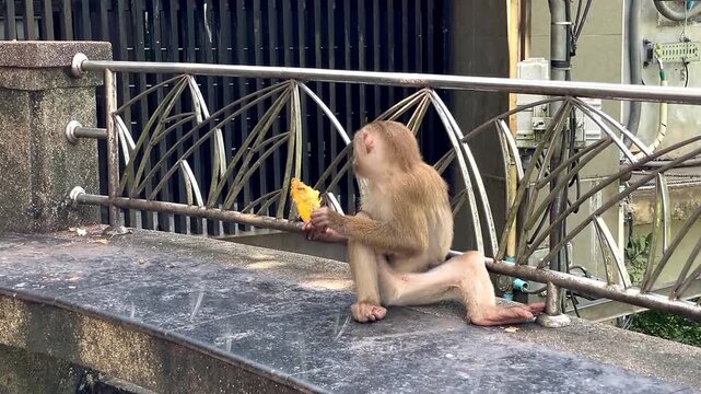 A pig-tailed macaque sits on a concrete bench, eating a piece of mango in a public park in Phuket, Thailand. The wild monkey calmly eats before leaving.