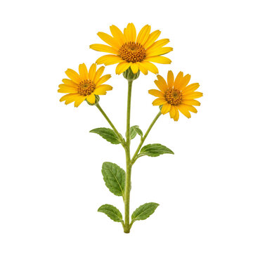 A single bright yellow arnica flower stalk with leaves and bloom isolated on transparent background png element