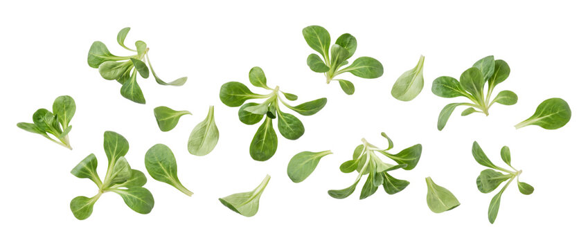 Falling lambs lettuce isolated on transparent background