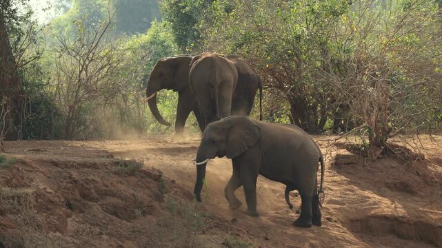 Large African bull elephants (Loxodonta africana) spraying dust, Kruger National Park, South Africa