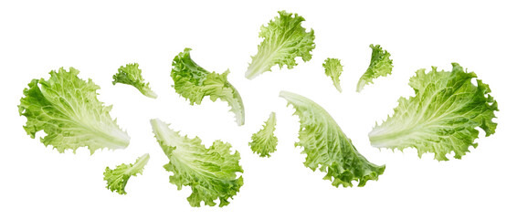 Falling green lettuce leaves isolated on transparent background © Photo Find
