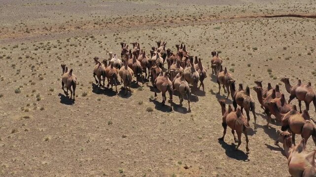 Aerial view of a large herd of camels walking across the vast arid landscape of the Gobi Desert, Mongolia.