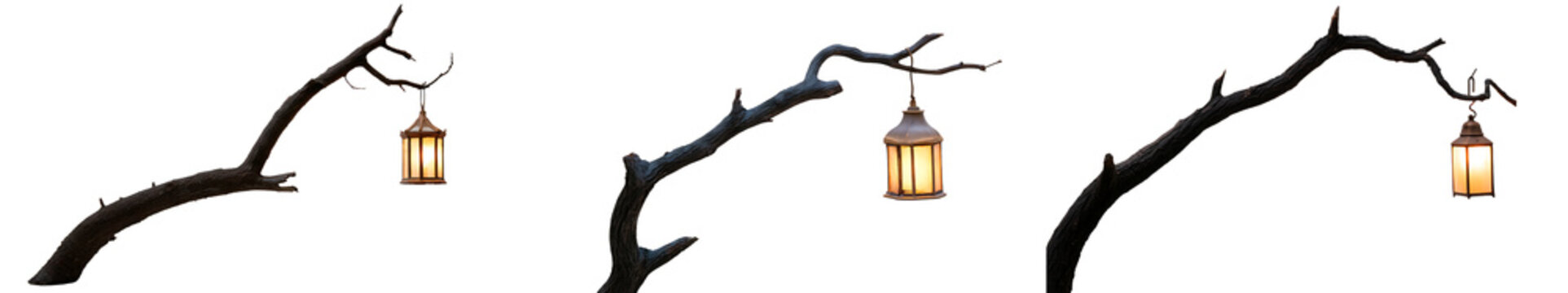 Old tree branch with a glowing lantern isolated on transparent background