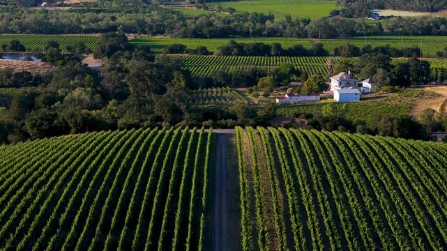 Aerial view of lush green vineyards and farm buildings in the rolling hills of Napa, California, United States.