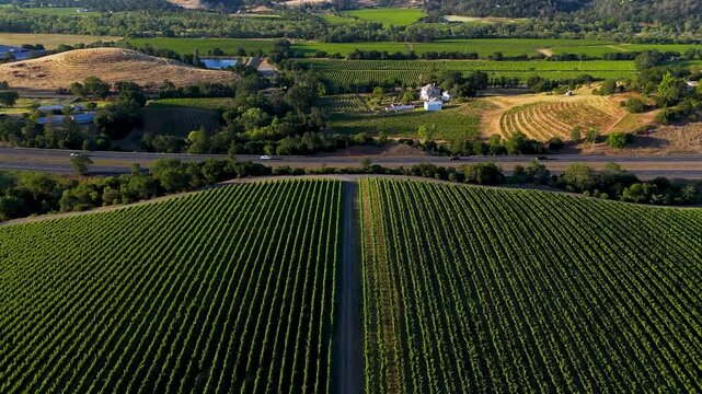 Aerial view of lush green vineyards stretching across the landscape with a highway and rolling hills in the background in Napa, California, United States.