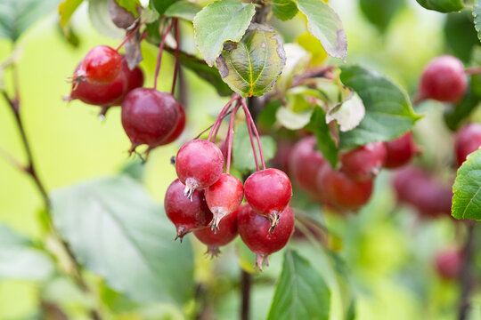 Ripe red crabapples hanging on tree branch with green leaves in garden.