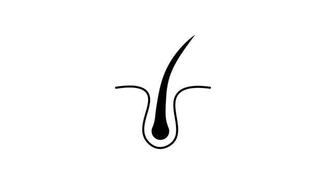 Hair Follicle Icon Animated Motion Graphics Video White Background