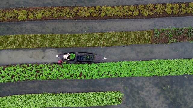 Aerial view of a farmer working on traditional floating vegetable gardens in the wetlands of Pirojpur Pourashava, Barisal Division, Bangladesh.