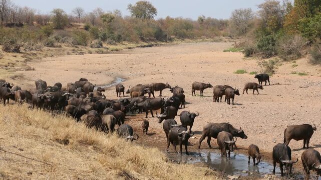 Large herd of African buffaloes (Syncerus caffer) gathering at a river to drink, Kruger National Park, South Africa