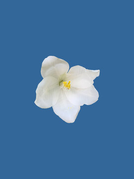 Isolated Bauhinia acuminata flower head or white orchid tree flower or snowy orchid tree flower with clipping paths.