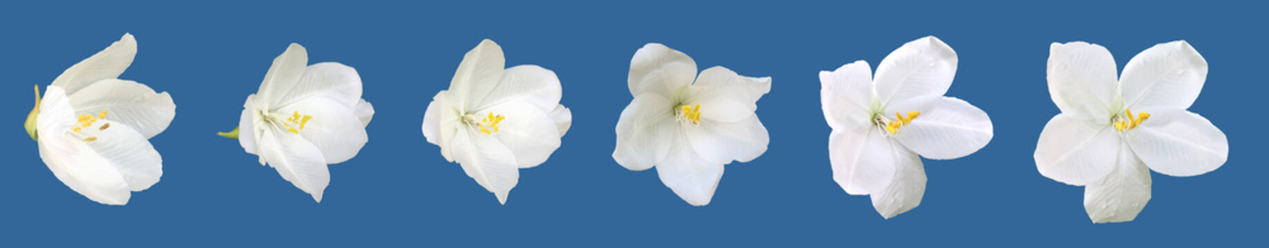 Isolated Bauhinia acuminata flower head or white orchid tree flower or snowy orchid tree flower with clipping paths.