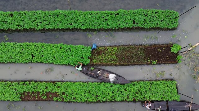 Aerial view of farmers working on floating gardens in a canal in Pirojpur Pourashava, Barisal Division, Bangladesh.