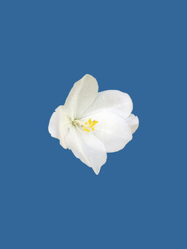 Isolated Bauhinia acuminata flower head or white orchid tree flower or snowy orchid tree flower with clipping paths.