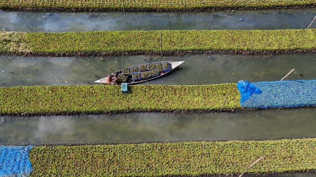 Aerial view of a farmer in a boat tending to floating gardens in the wetlands of Pirojpur, Barisal Division, Bangladesh.
