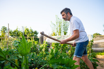 Man gardening working with hoe cultivating organic vegetables © Miquel