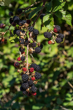 Fresh ripe blackberries hanging on a rustic vine with vibrant green leaves and soft natural sunlight in an Italian countryside garden