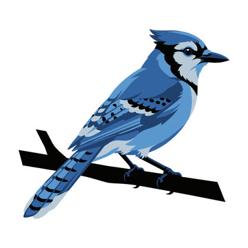 Blue Jay Perched on Branch with White Background