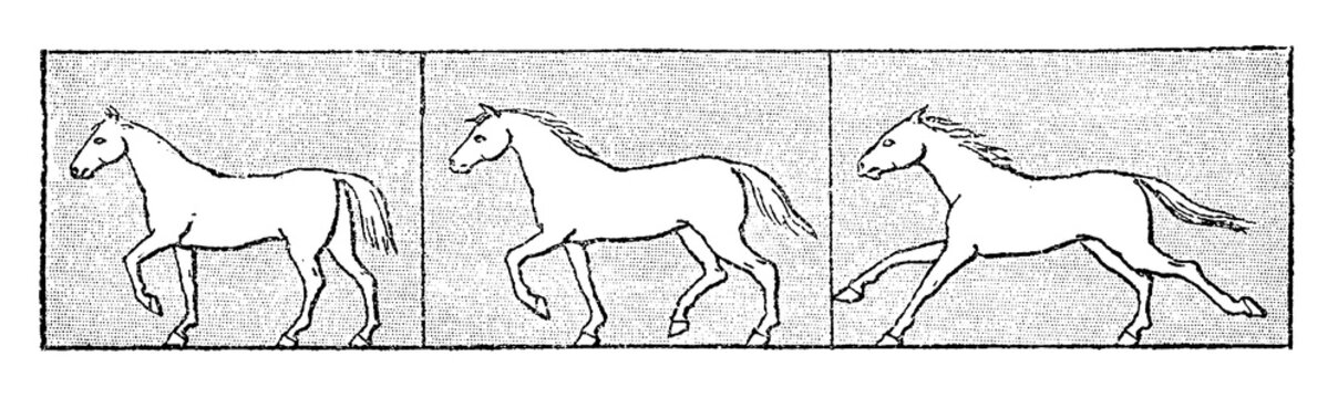 Horse gaits sequence: walk, trot, gallop, dynamic side-by-side locomotion study, old vintage illustration, 1897.