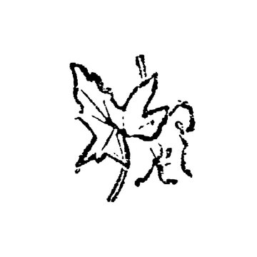 Stylized black ink drawing of a bryony leaf on a white background, old vintage illustration, 1897.
