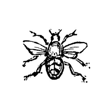 Bumblebee with spread wings and hairy body, old vintage illustration, 1897.