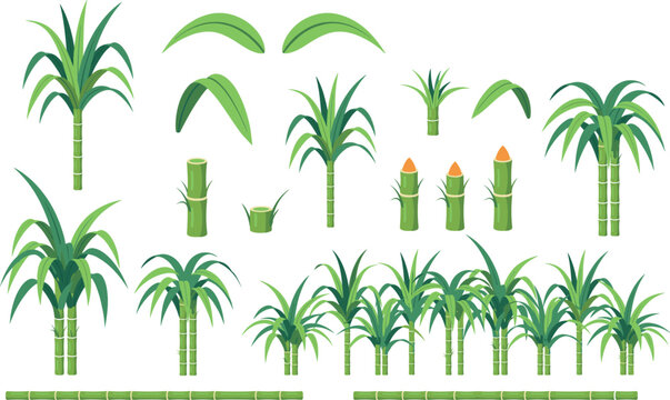 Green sugarcane plant stalk and leaf collection set vector illustration isolated on plain white background