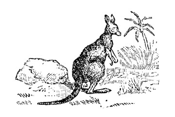 Kangaroo in natural setting with grass and rock, wildlife engraving, old vintage illustration, 1897. © Timofeeff