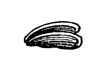 Bivalve shell, black ink illustration on white background, old vintage illustration, 1897. © Timofeeff