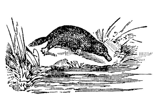 Duck-billed platypus near water with reeds and grass, old vintage illustration, 1897.