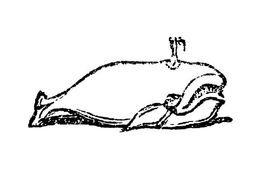 Sperm whale in profile, vintage zoological engraving, 1897.