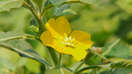 Yellow Wildflower with Small Insect in Natural Green Background © arya