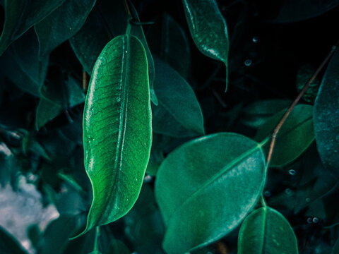 close up of banyan green leaves