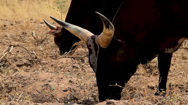 A close-up shot of two dark-colored cattle with prominent horns grazing on sparse, dry vegetation in a dusty, parched landscape under bright sunlight.