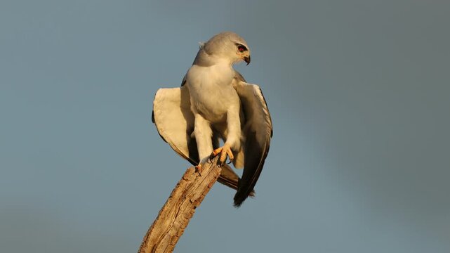 A black-winged kite (Elanus caeruleus) on a branch balancing in the wind with open wings, South Africa