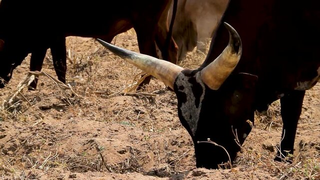 A close-up view of an Ankole-Watusi cow with distinctive long horns grazing on dry, sparse vegetation in a sun-scorched field during a drought.
