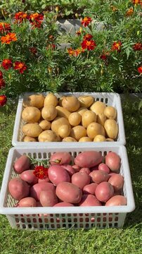 Vertical video of  crop of organic yellow and red potatoes on plastic containers on green lawn against background of blooming marigolds on sunny September day. Autumn garden work on dacha