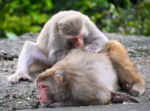 macaque