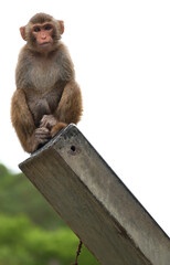 macaque on top of a wooden stick © 慶聲 林